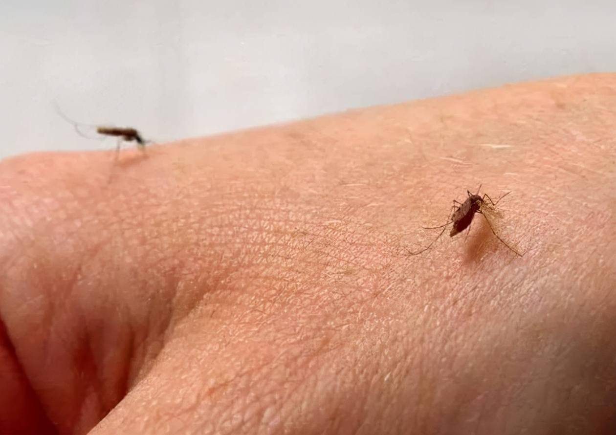 科学家在野外放生多只蚊子这是为何夏天驱蚊妙招不妨了解