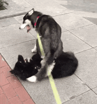 哈士奇把狗子踩在地下无法动弹,打架终于赢了?