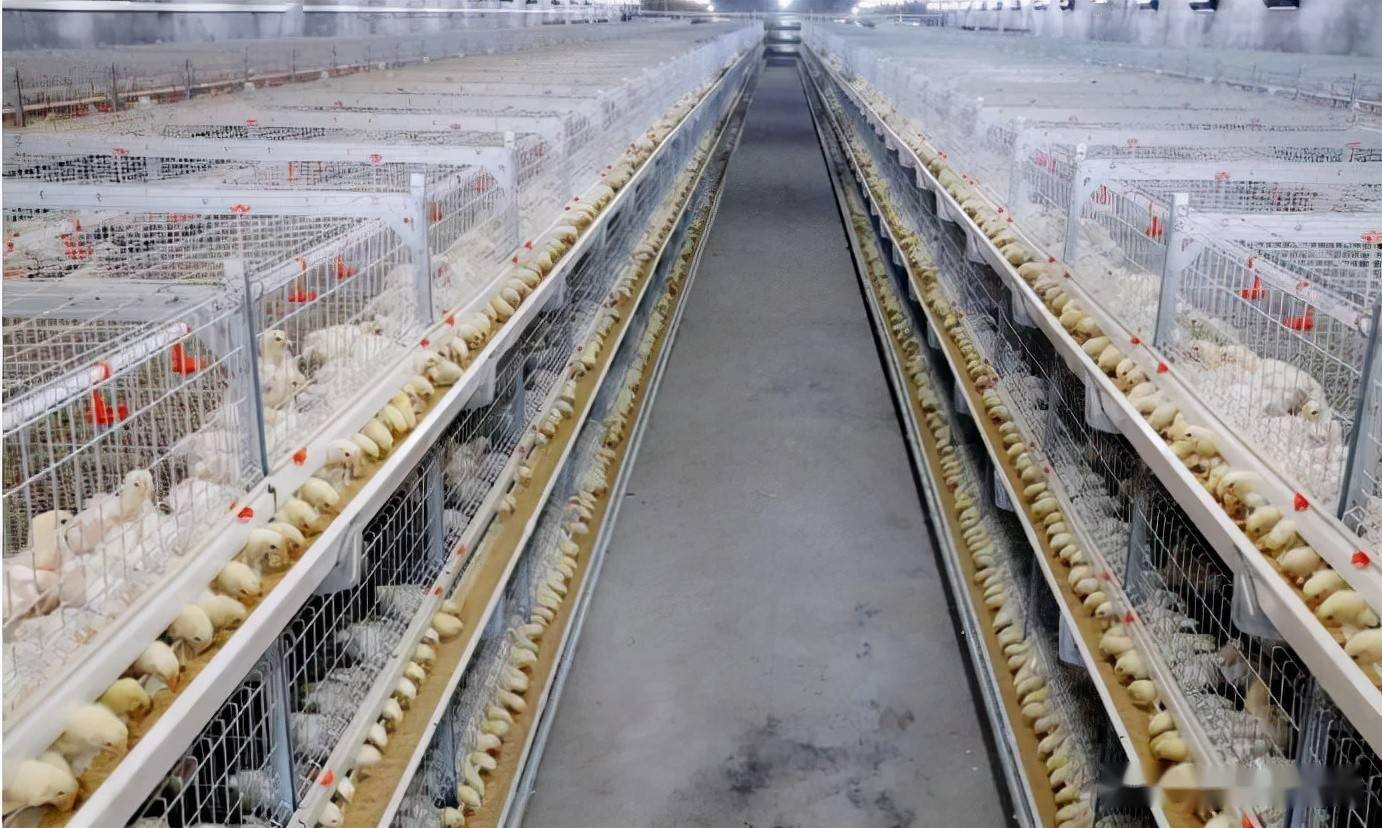 基金项目肉鸡遗传育种与养殖技术初探