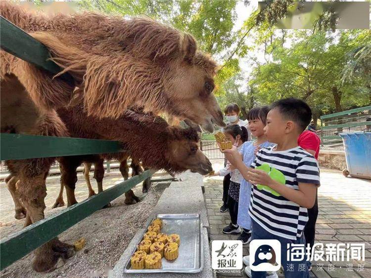 好热闹！中秋节烟台南山公园动物们也吃上了团圆月饼