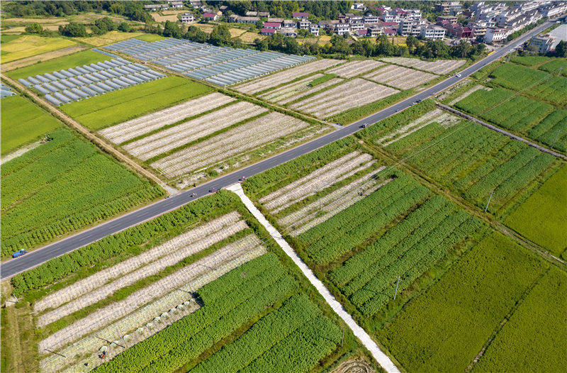 苎麻种植基地苎麻种植基地近日,江西省新余市分宜县双林镇大路村苎麻