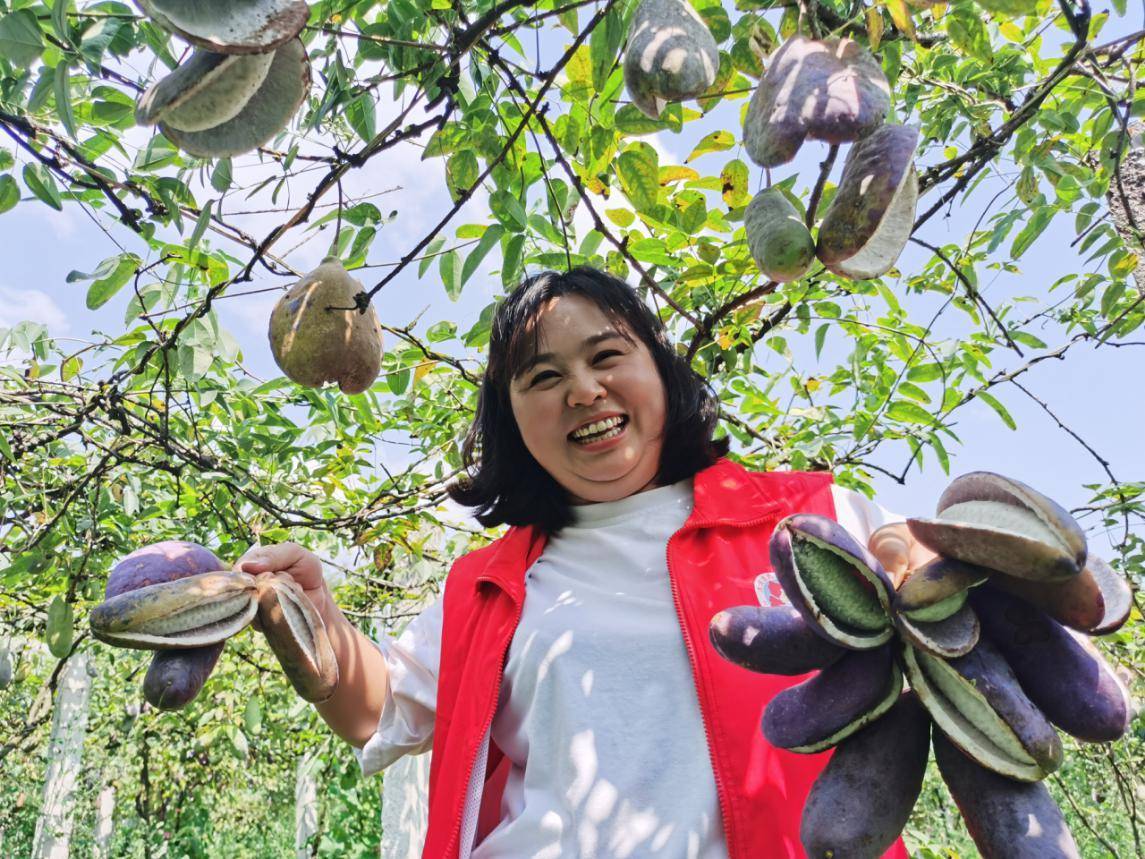 黔西:八月瓜走俏市场 野生果变致富果 | 中国农民丰收节