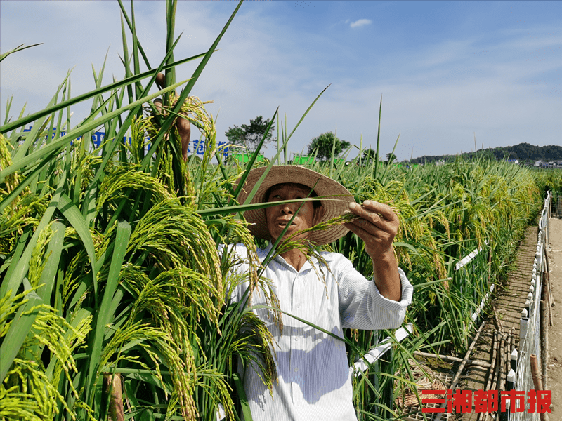 相比常规水稻可增产200公斤左右预计亩产最高可突破1000公斤再有一个