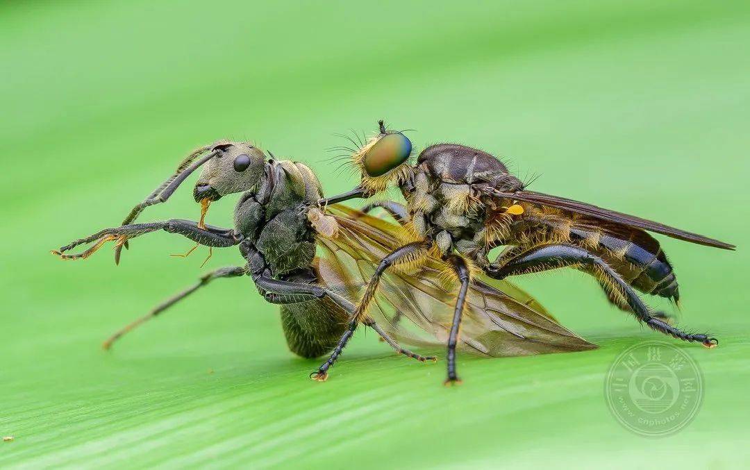 摄影|获奖公布丨2021第十届台中国际摄影艺术展作品（自然组）