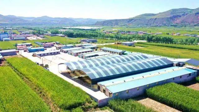 马连杰说:"合作社采取养殖场 合作社管理经营模式