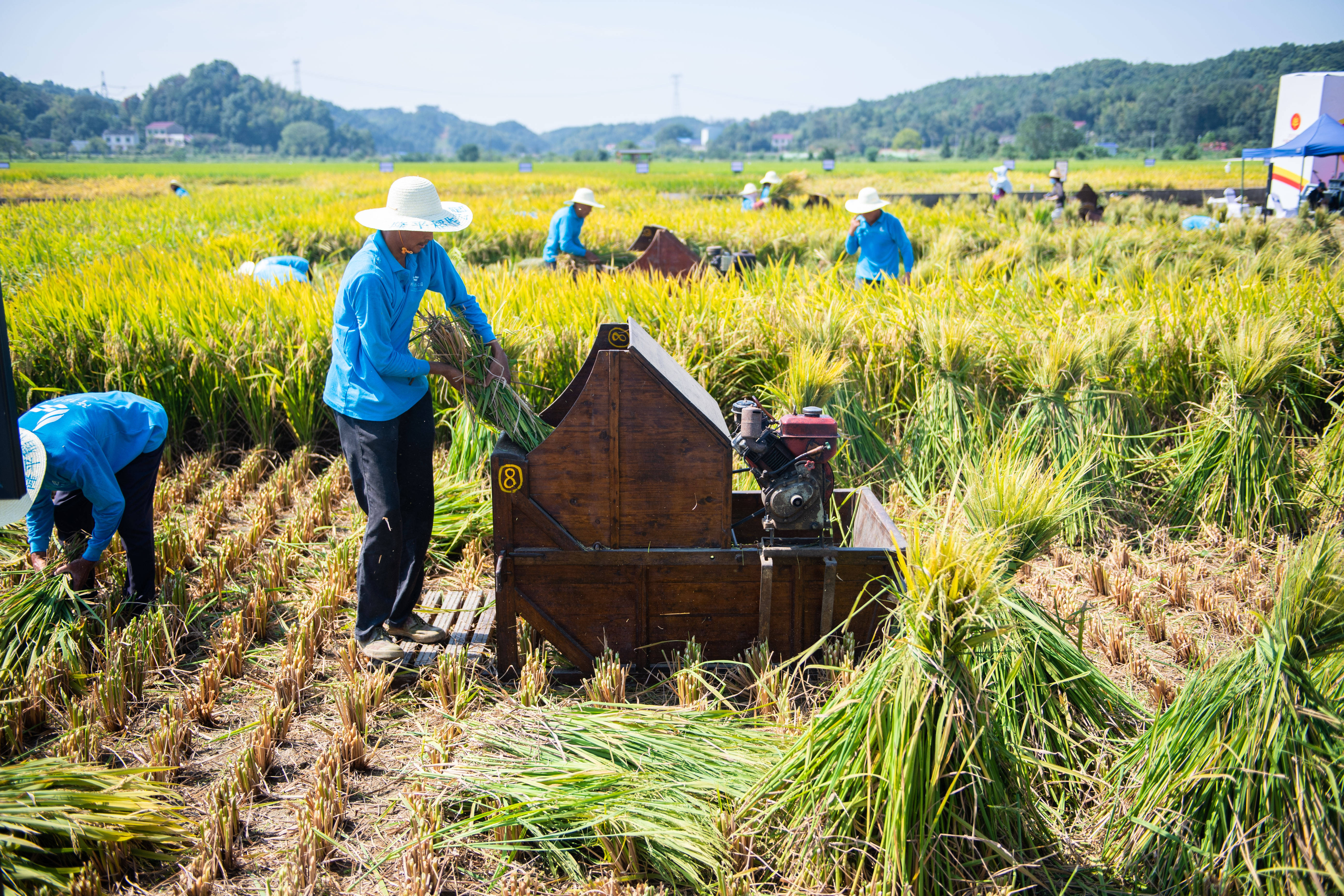 9月23日,在长沙县路口镇明月村隆平稻作公园,农民在进行水稻收割赛.