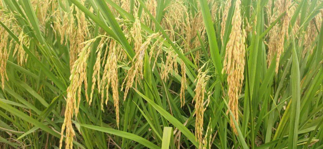 你们家乡大变样!_谷子