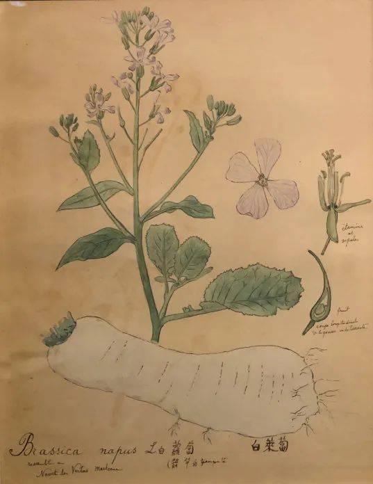 (天津自然博物馆藏)十字花科 诸葛菜属orychophragmus violaceus