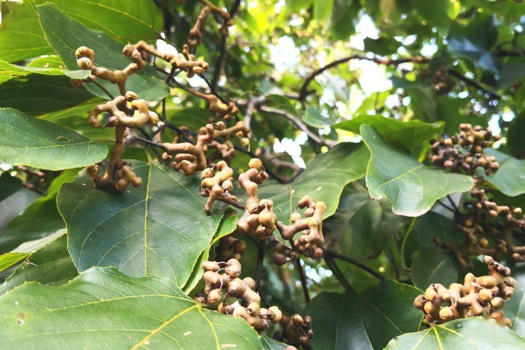 绿容专家聊节气丨秋分至,桂花香