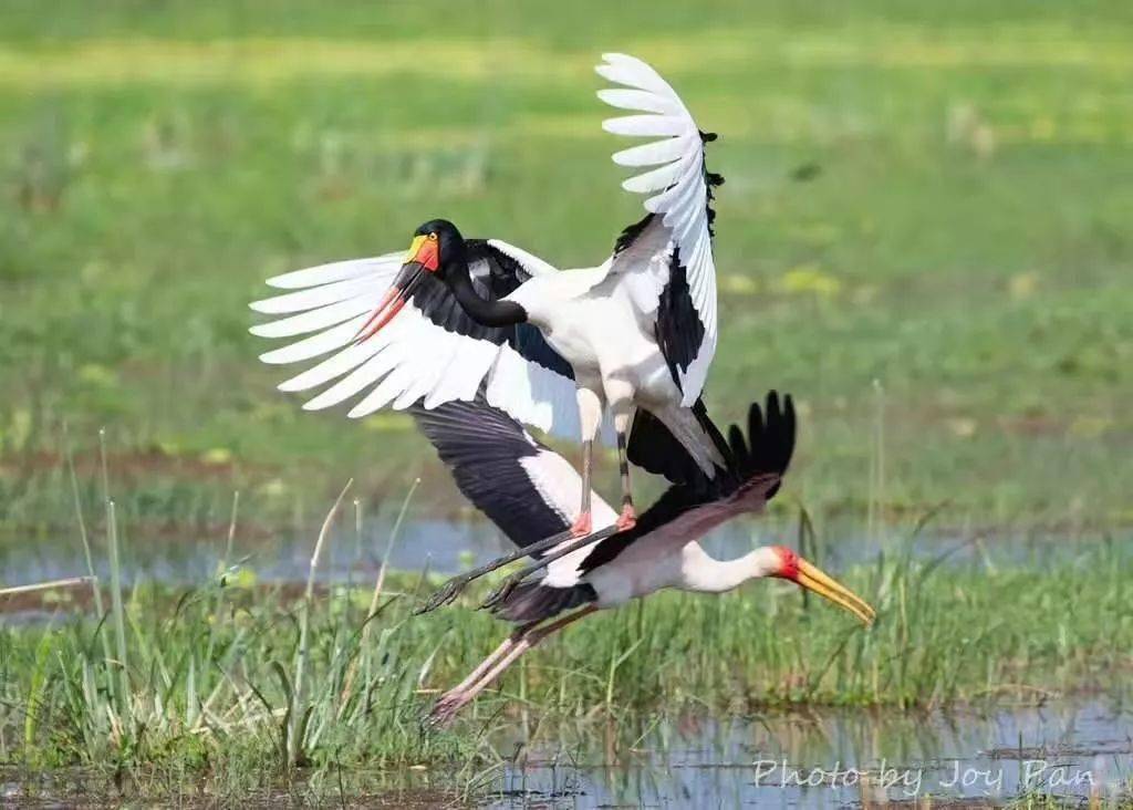 潘平微(下同)下图是大型水禽白鹳,乌克兰国鸟,在古希腊神话里有"送子