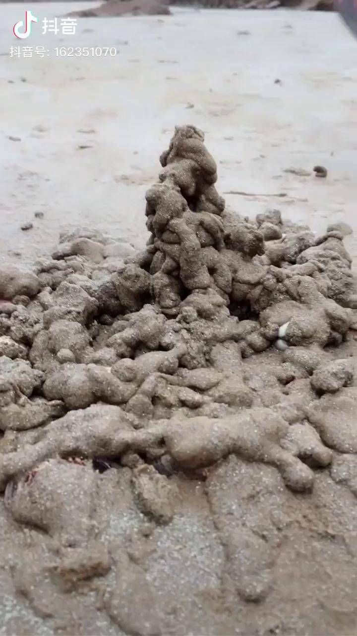 发现一个花蛤蜊洞,挖出来吓一跳