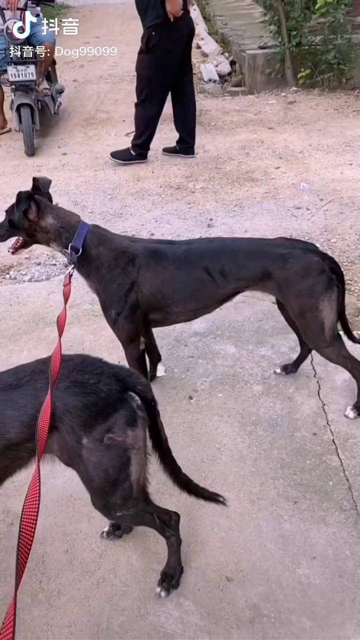 这货2个w值不值格力犬灵缇犬惠比特细狗感谢抖音