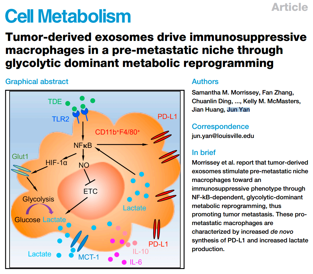 细胞 子刊 癌细胞的间谍太厉害了 华人科学家发现癌细胞外泌体能诱导巨噬细胞表达pd L1 合成乳酸 为癌症转移铺路丨科学大发现 研究