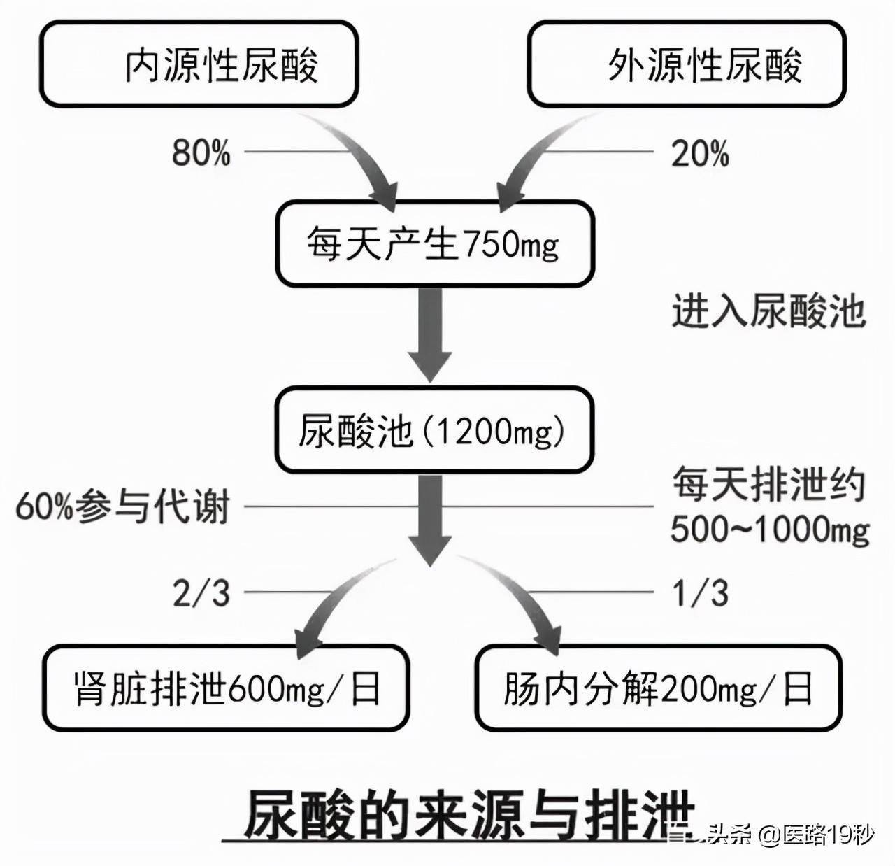 多喝水真的能把体内的尿酸降下来吗