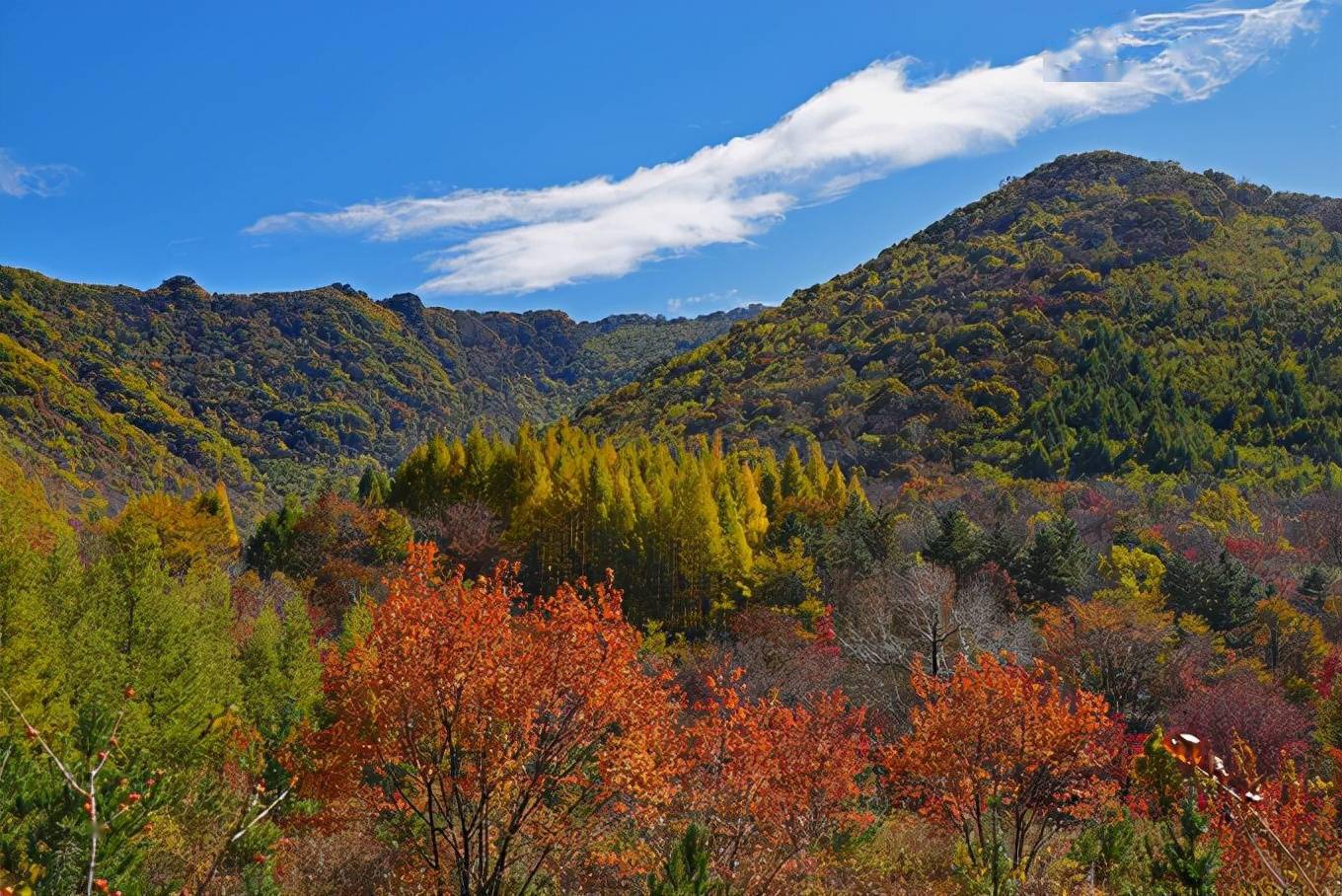辽宁本溪,中国枫叶之都,红叶醉秋色,来一场绝美的追枫旅行吧