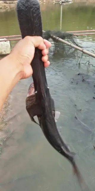 价格:鸭嘴鱼15元/斤花白鲢6元/斤草鱼6元/斤鲫鱼10元/斤联系