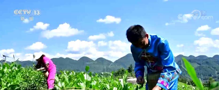 乡村|走进乡村看小康 | 湖北宣恩伍家台村：打造茶文化旅游区 茶香园美产业兴