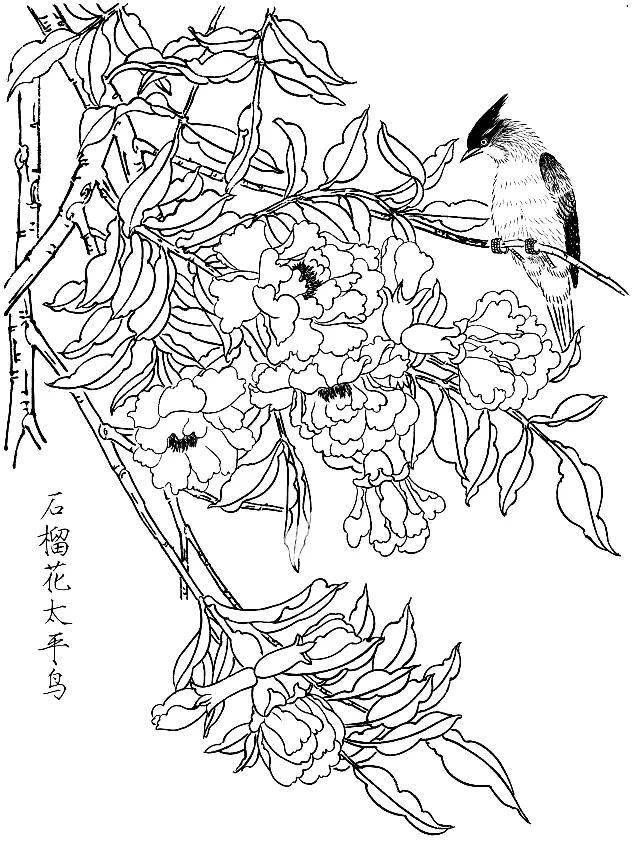 素材一组白描花鸟画稿25图