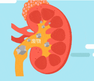代谢|【医聊】憋尿就是把肾泡在脏水里，怎样护肾养肾？