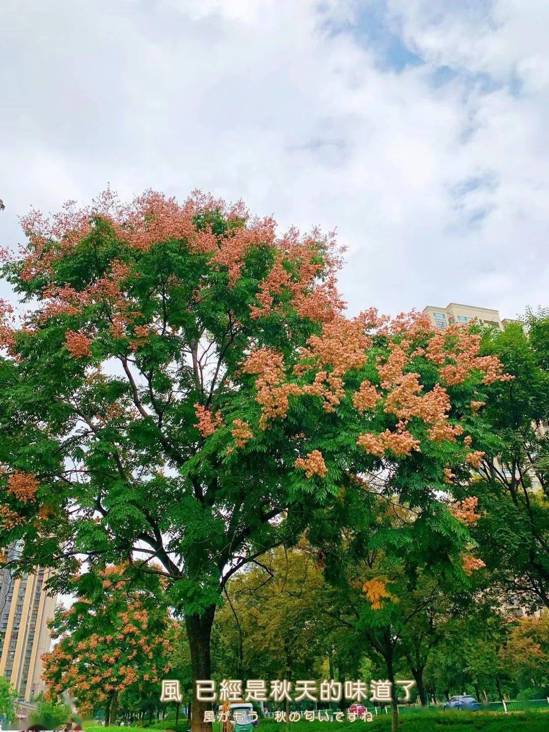 又見欒樹真好