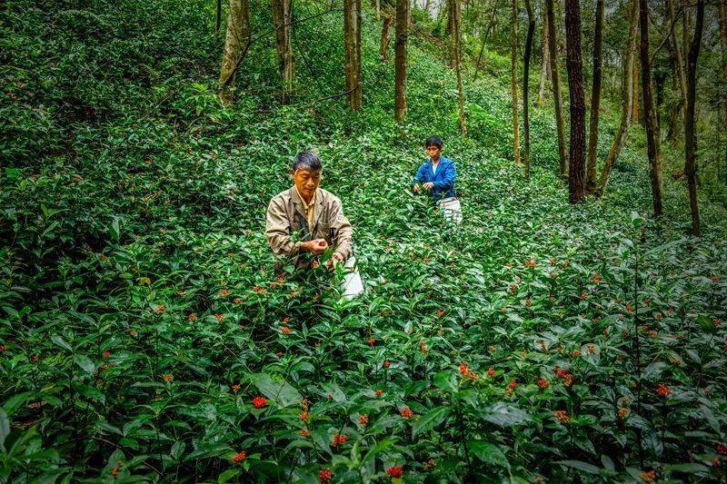 洛阳镇：茶旅融合谱写南岭山水歌谣