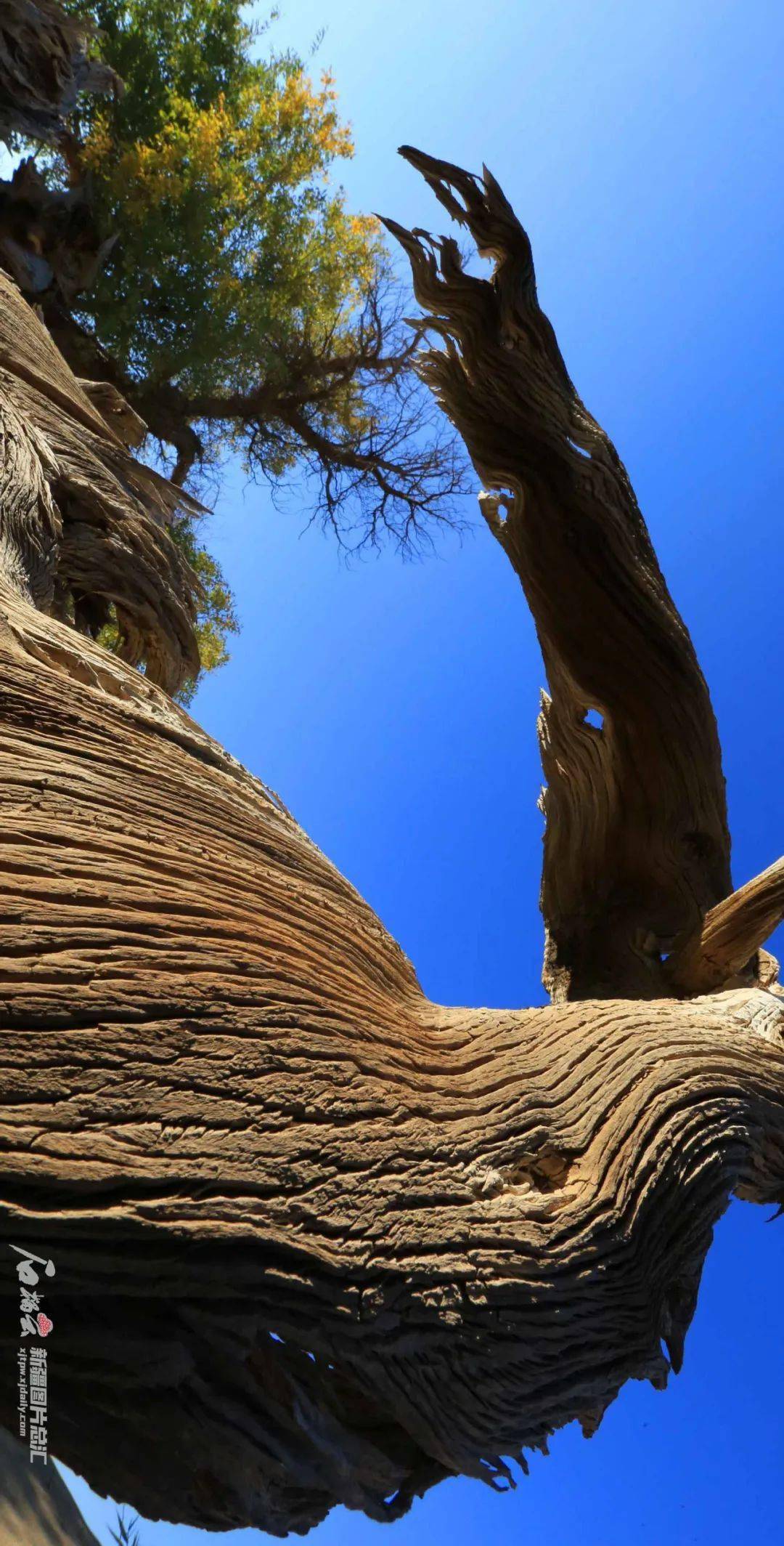 看完这篇文章你才真懂胡杨的美