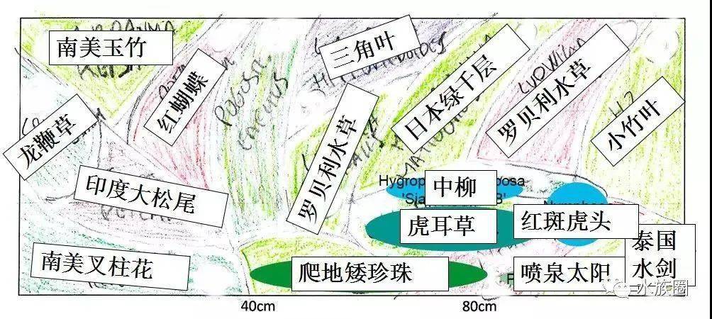 荷兰景水草分布图图片