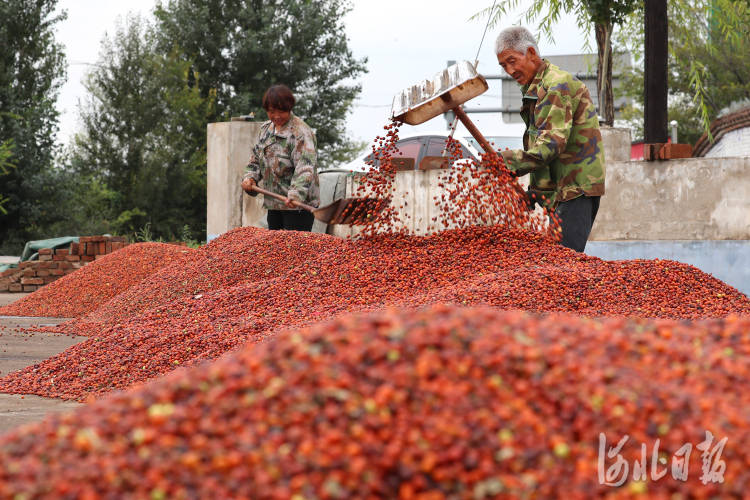 河北张家口:农户喜收"开心果"_辛庄子乡