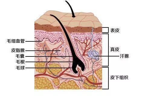 同时还能刺激胶原蛋白的生成,改善皮肤循环,缩小毛