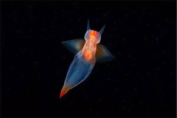 海洋科普(1566)| 为什么很多深海生物是透明的?