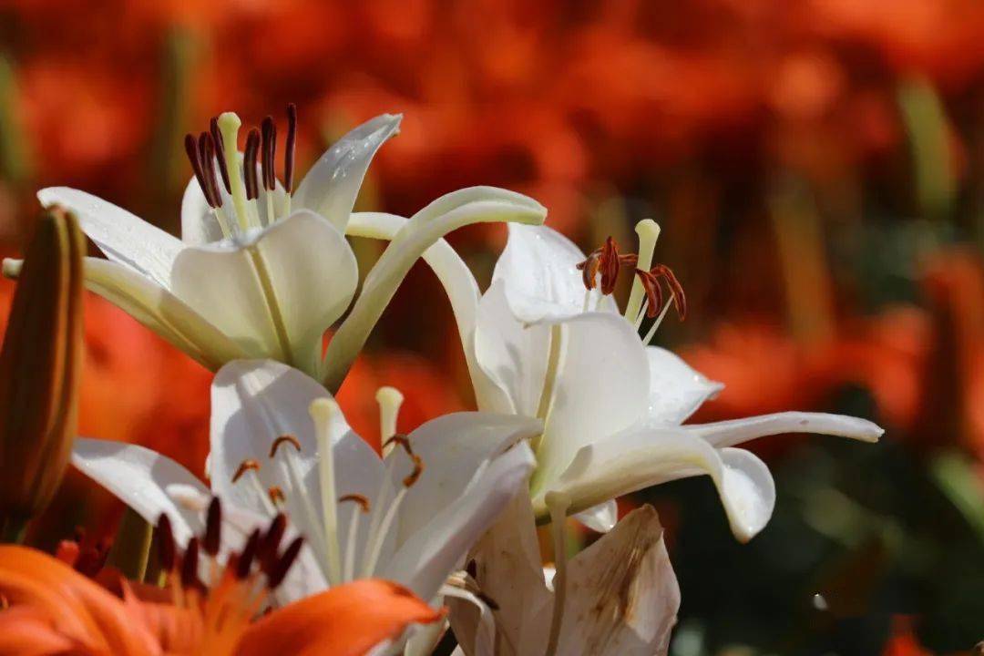 香水百合伟大而纯洁的爱