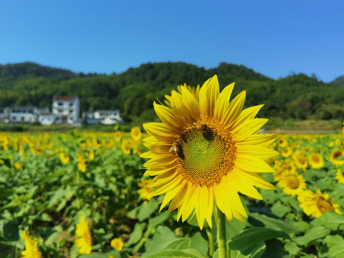 徽州区|黄山：百亩葵花笑迎八方游客