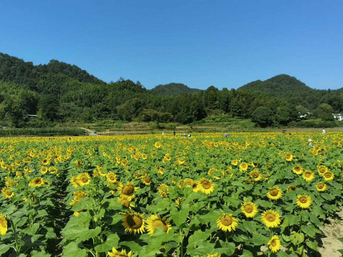 徽州区|黄山：百亩葵花笑迎八方游客