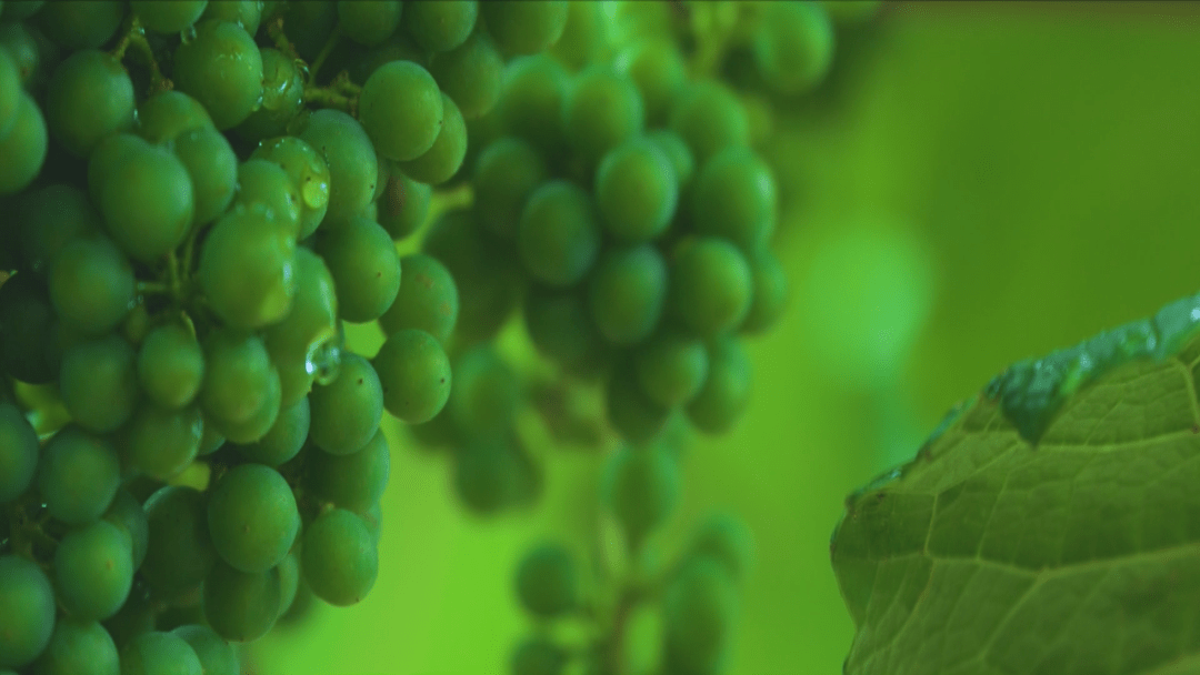 东北亚|【聚焦第十三届中国—东北亚博览会】主播带您看展会:葡萄美酒 香飘万家