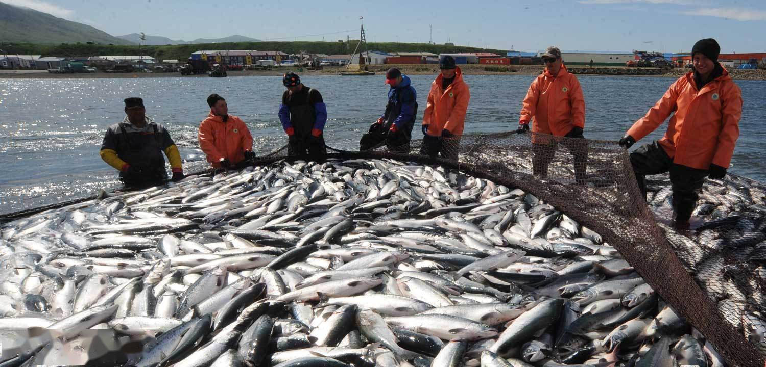 远东渔场向来都是俄罗斯渔业的"聚宝盆",有经济开发价值的水生生物