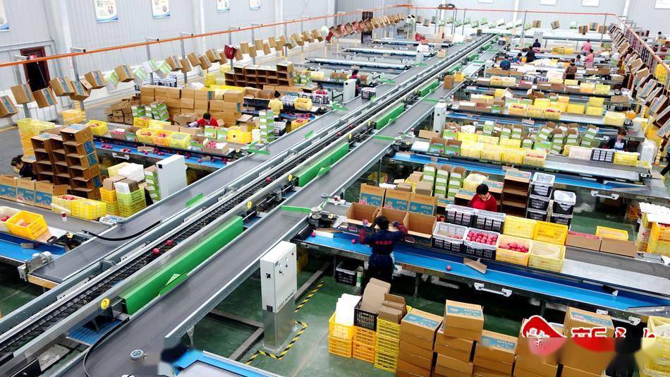 自动化生产线让苹果加工步入快车道