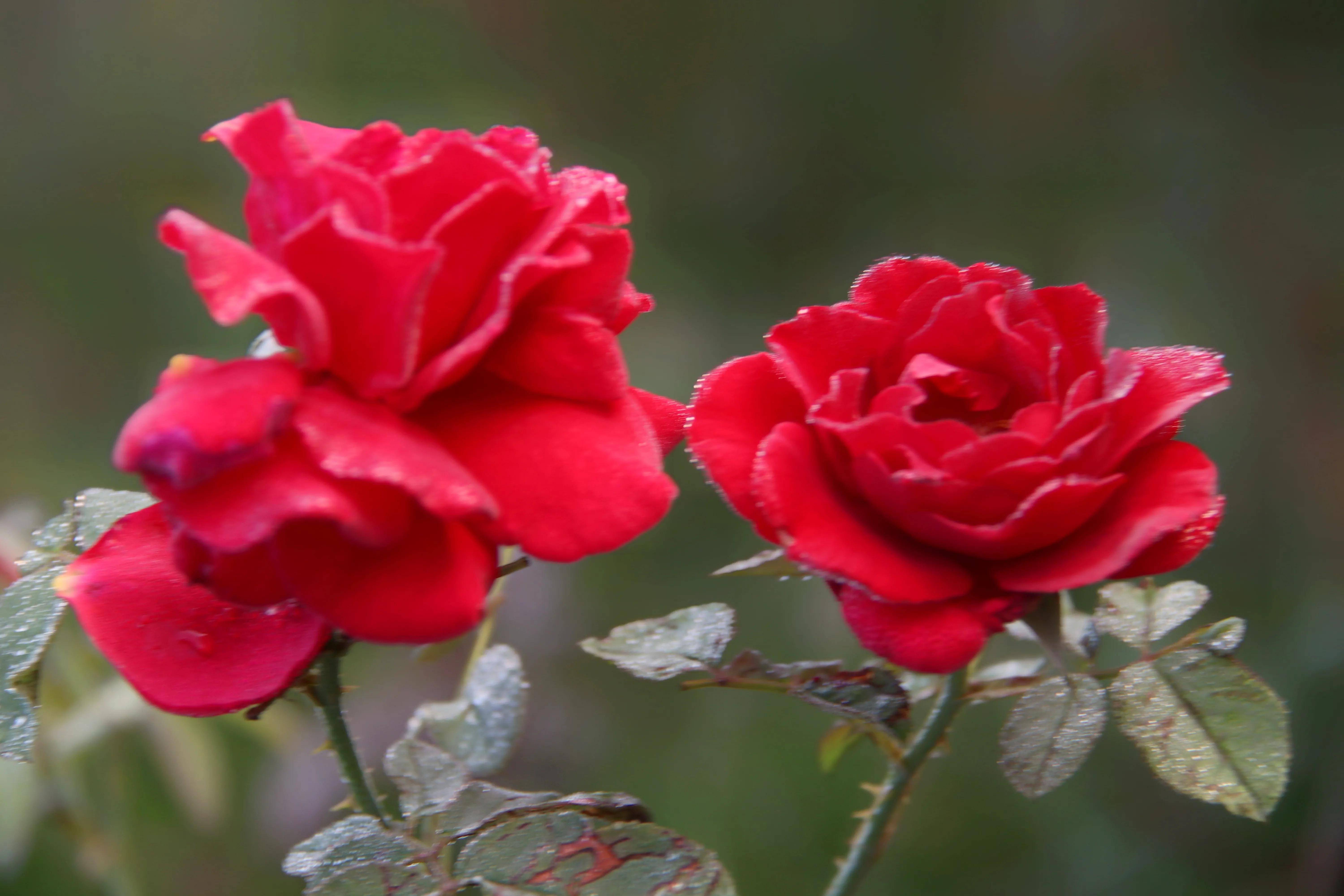 秋天月季红艳艳