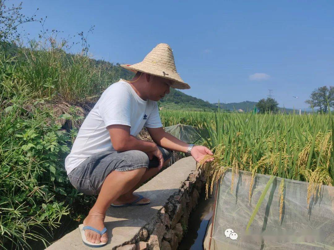 鄉村振興 | 稻田蛙聲唱豐年,綜合種養促振興