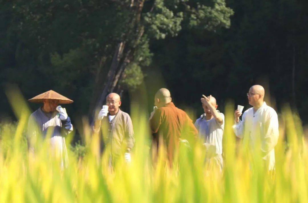 天台山国清讲寺丰收节来了僧众出坡挥镰农禅并重