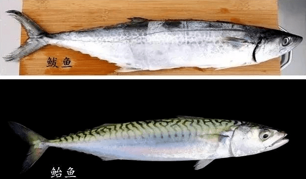 秋刀鱼 vs 青占鱼秋刀鱼:体延长而纤细,侧扁;头较长,背面平坦,前部平