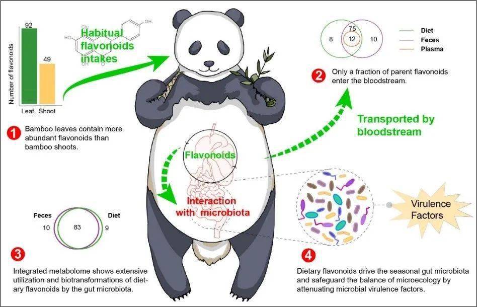 动物编谜大班作业熊猫图片