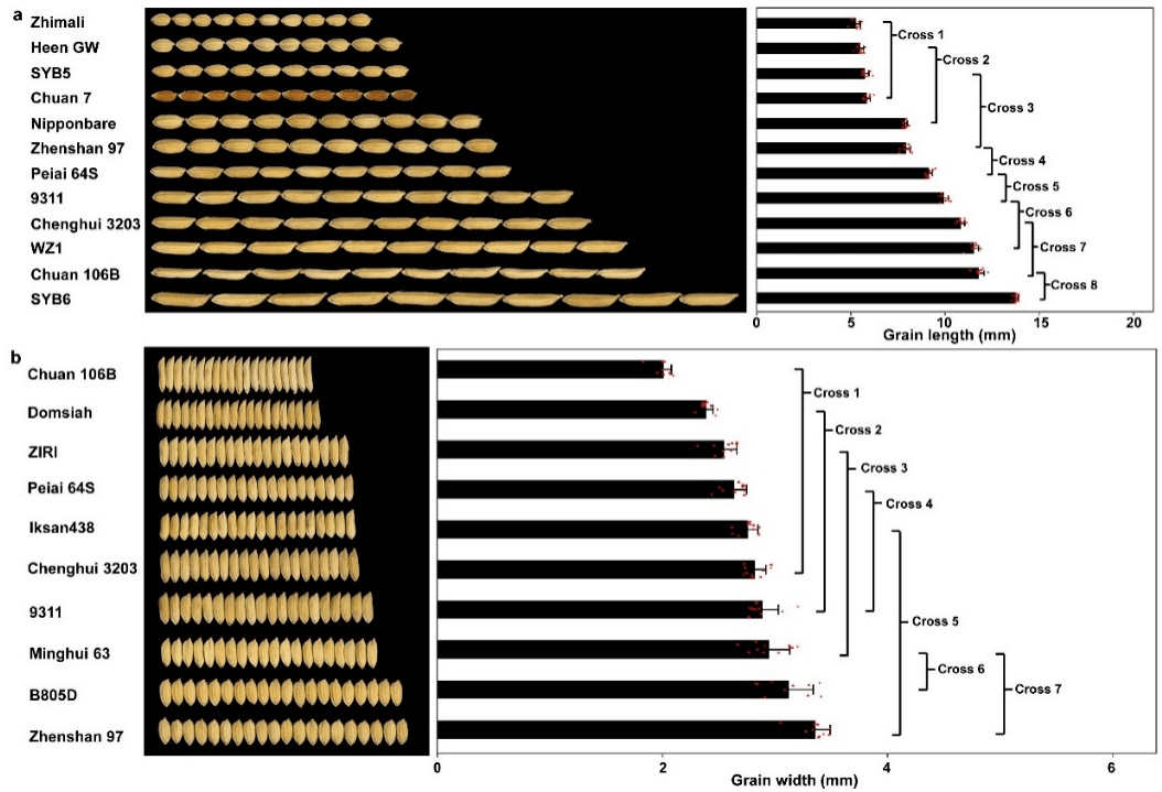 Nat.Commun.|华中农大开发了一种快速、高通量克隆数量性状位点（QTL）基因的新方法，并发现水稻粒形的定向驯化特征_遗传