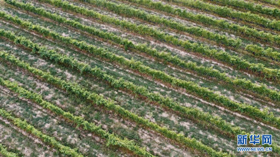 文化|外国友人眼中的宁夏葡萄酒产业