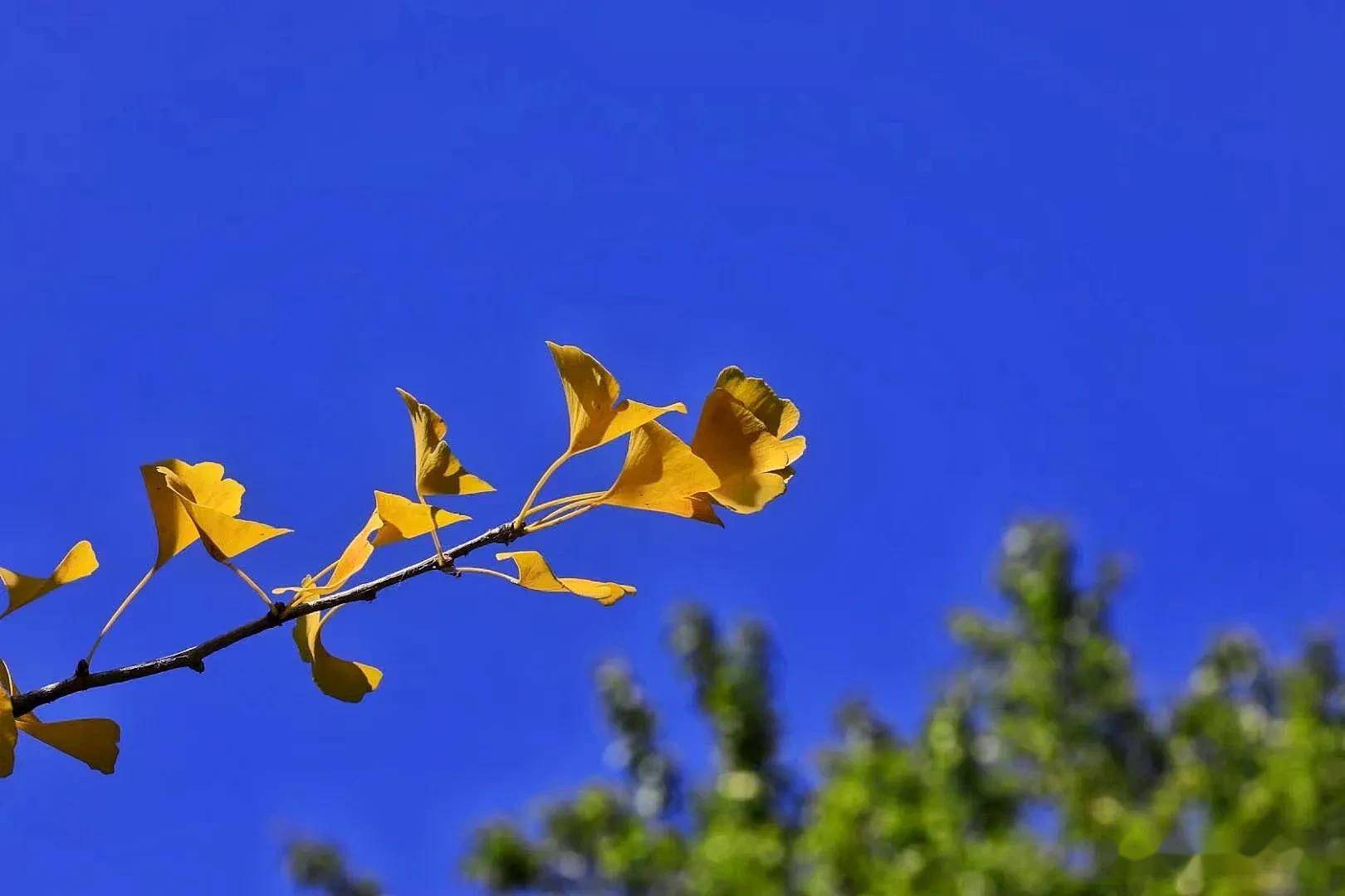 秋天的西宁风情万种景色优美进入九月秋意弥漫了整个大地