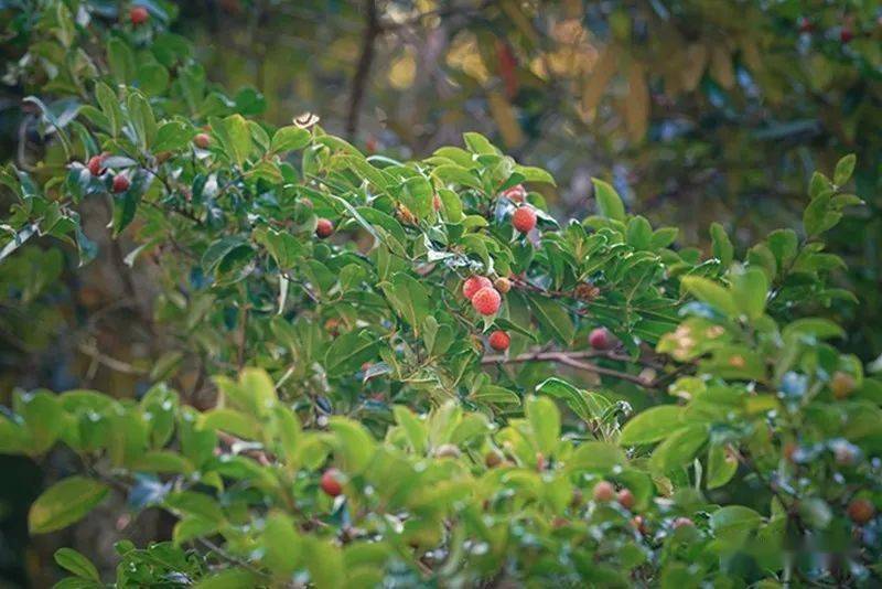 又見山裡(野)荔枝紅