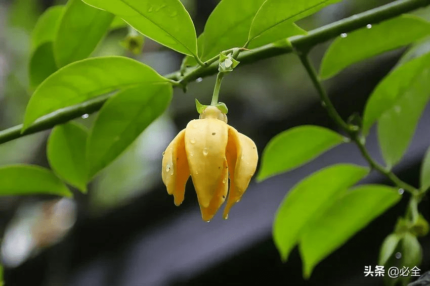 庭院景观常用植物水生藤本篇