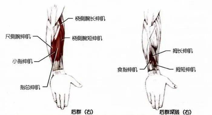 手臂前屈后伸示意图图片