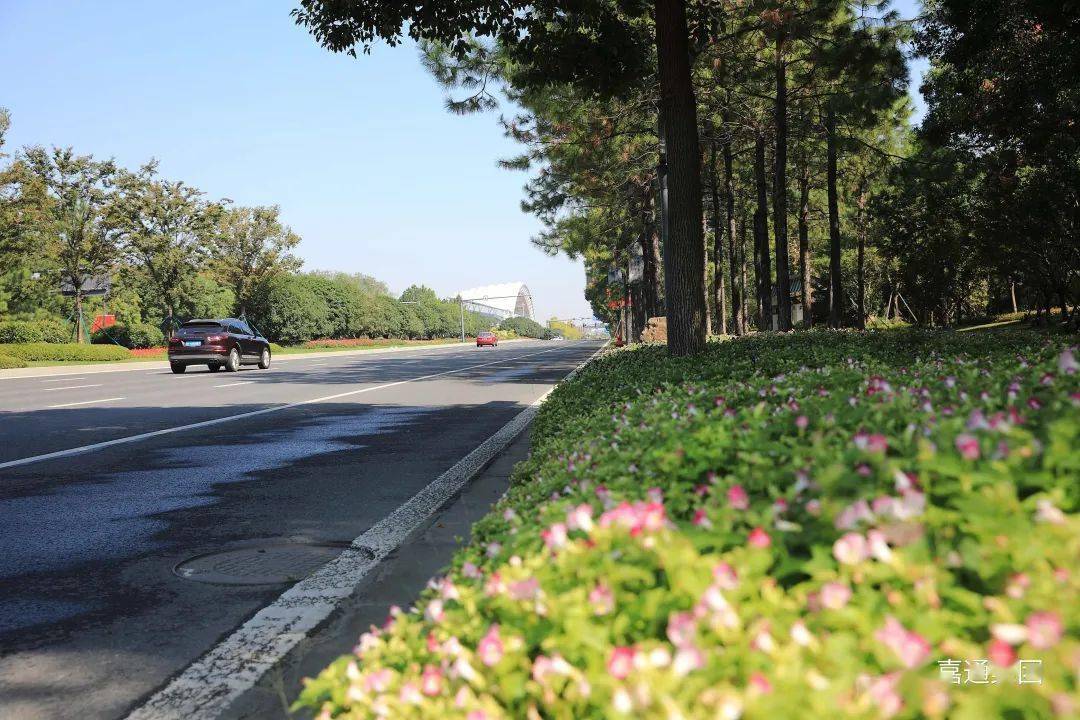 嘉兴最美的秋色,都挥洒在南湖大道上