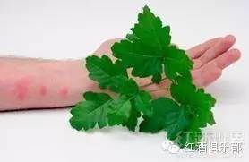 开瓶器|那些与酒有关的炫酷技能