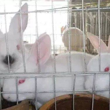 獭兔配种技术_养殖